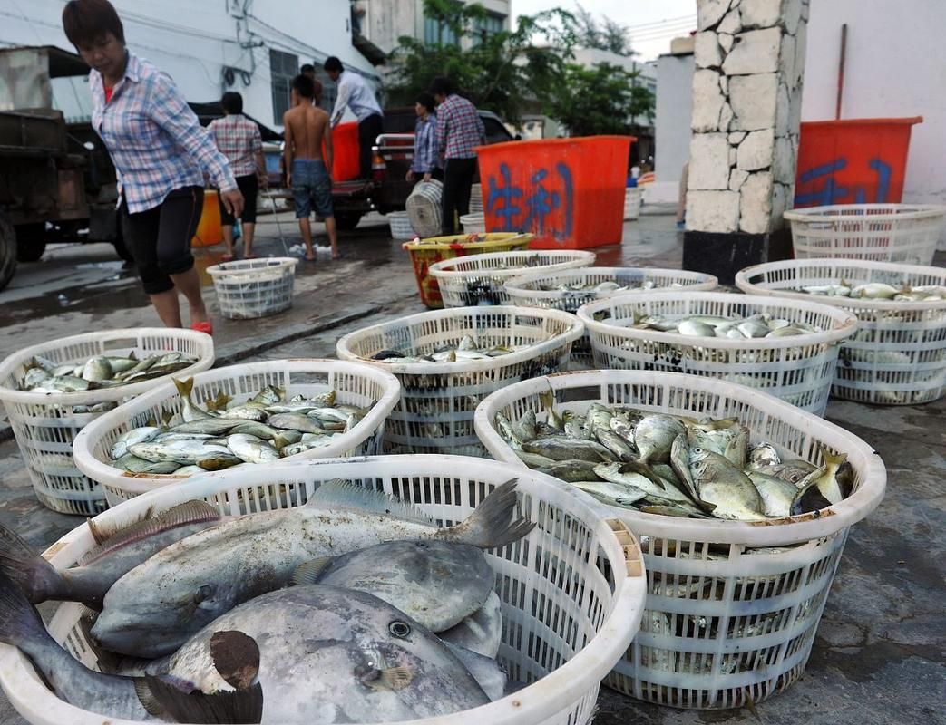 陵水龍魚的價格是多少？（陵水龍魚價格與價格對照表，如何辨別陵水龍魚品質(zhì)）