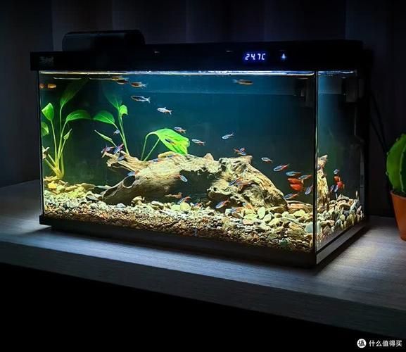 有哪些品牌的LED電子魚缸推薦？（d電子魚缸評價較高的led電子魚缸品牌及型號推薦）