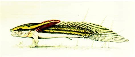 給我更多龍魚(yú)嘴巴的圖片（關(guān)于龍魚(yú)嘴巴的一些圖片）