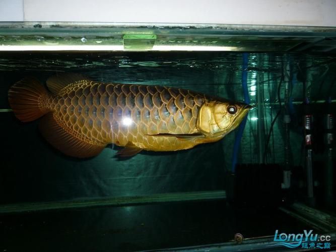 立達龍魚有哪些知名品種？（立達漁場最具代表性的5種魚品種）