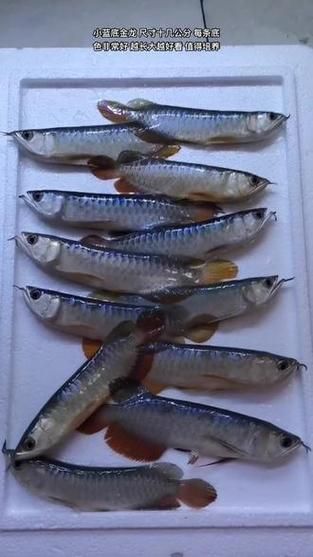 立達龍魚有哪些知名品種？（立達漁場最具代表性的5種魚品種）