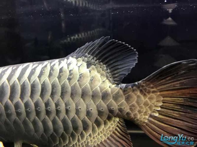 立達龍魚有哪些知名品種？（立達漁場最具代表性的5種魚品種）