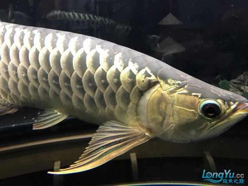 立達龍魚有哪些知名品種？（立達漁場最具代表性的5種魚品種）