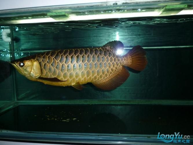 立達龍魚有哪些知名品種？（立達漁場最具代表性的5種魚品種）