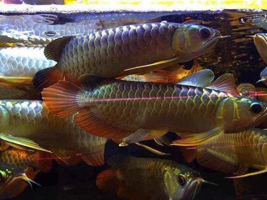 立達龍魚有哪些知名品種？（立達漁場最具代表性的5種魚品種）