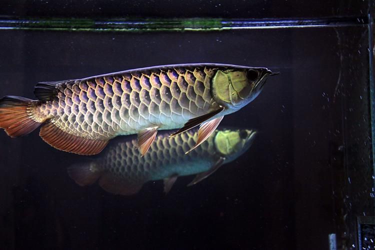 立達龍魚有哪些知名品種？（立達漁場最具代表性的5種魚品種）