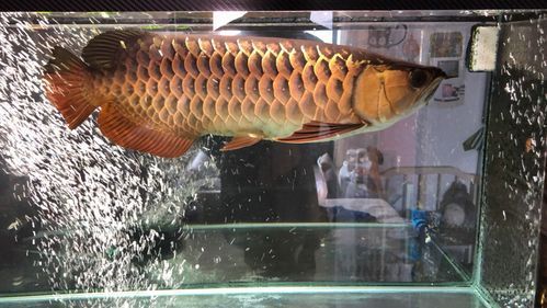 立達龍魚有哪些知名品種？（立達漁場最具代表性的5種魚品種）