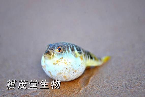 如何判斷虎斑恐龍魚是否健康？（如何判斷虎斑恐龍魚是否健康）