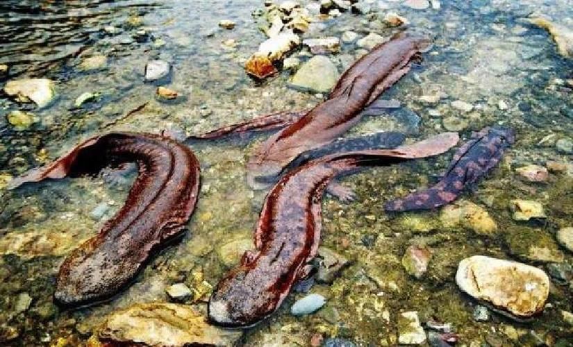 九華山有哪些與龍魚相關的傳說？（九華山與龍魚相關的傳說）