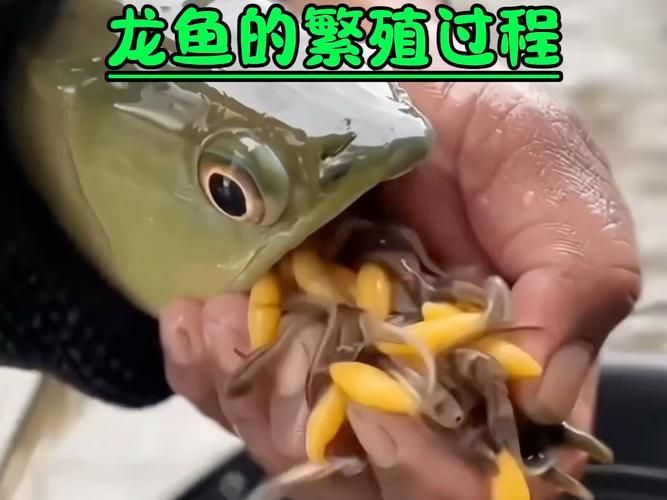 龍魚和泰國鯽的繁殖行為有何不同？（魚和泰國鯽的繁殖行為）