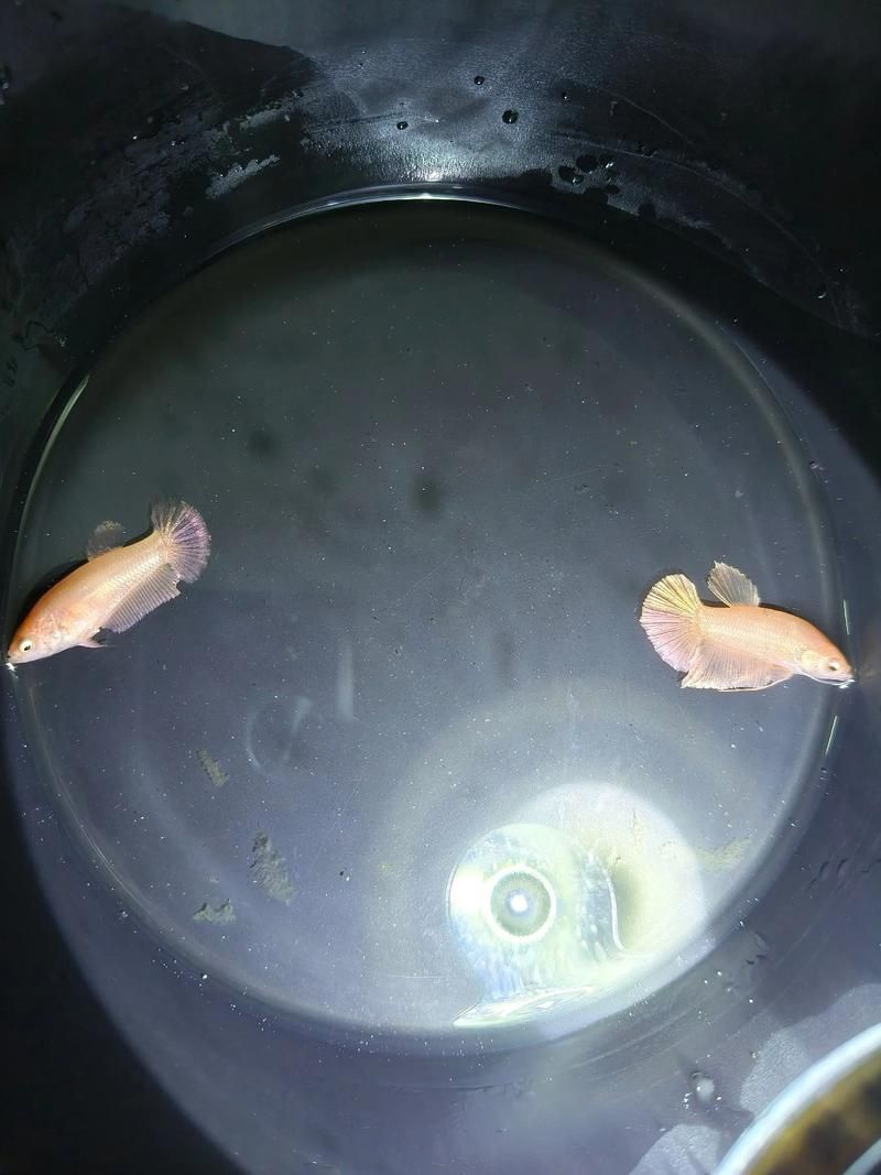 龍魚和泰國鯽的繁殖行為有何不同？（魚和泰國鯽的繁殖行為）