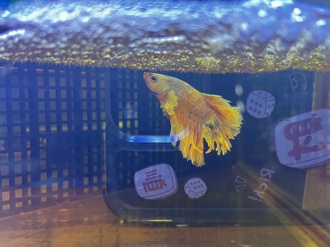 龍魚和泰國鯽的繁殖行為有何不同？（魚和泰國鯽的繁殖行為）