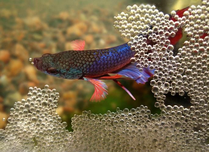 龍魚和泰國鯽的繁殖行為有何不同？（魚和泰國鯽的繁殖行為）