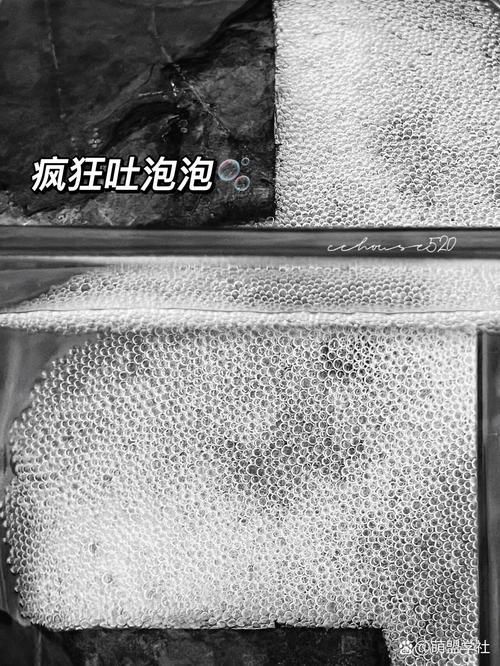 龍魚和泰國鯽的繁殖行為有何不同？（魚和泰國鯽的繁殖行為）