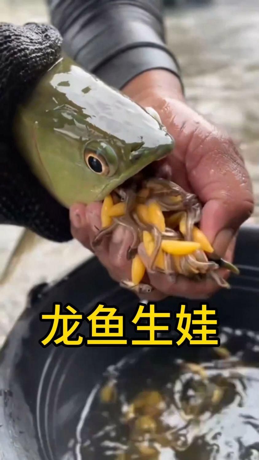 龍魚和泰國鯽的繁殖行為有何不同？（魚和泰國鯽的繁殖行為）