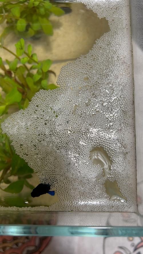 龍魚和泰國鯽的繁殖行為有何不同？（魚和泰國鯽的繁殖行為）