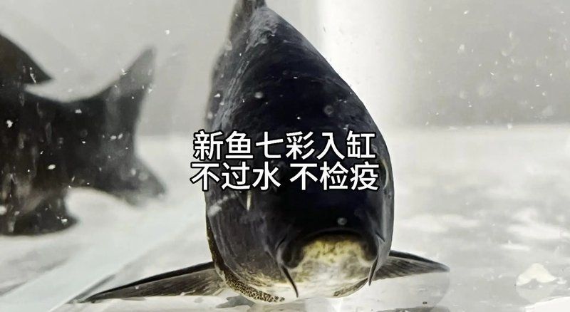 龍魚過溫時需要注意什么？（jostforfun董龍魚過溫入缸全攻略）