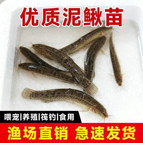龍魚相克的食物有哪些具體例子（等病原體詳解龍魚相克食物） 龍魚相克的食物有哪些具體例子（等病原體詳解龍魚相克食物） 龍魚百科 第3張