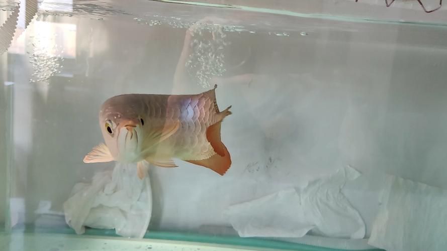 龍魚相克的食物有哪些具體例子（等病原體詳解龍魚相克食物） 龍魚相克的食物有哪些具體例子（等病原體詳解龍魚相克食物） 龍魚百科 第2張