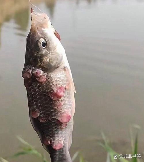 龍魚相克的食物有哪些具體例子（等病原體詳解龍魚相克食物） 龍魚相克的食物有哪些具體例子（等病原體詳解龍魚相克食物） 龍魚百科 第9張