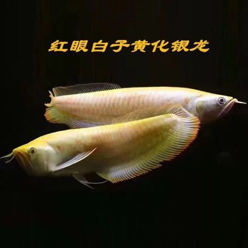 白子金龍魚(yú)的市場(chǎng)價(jià)格是多少？（白子金龍魚(yú)百度優(yōu)選推薦￥85五洲寵物用品專門(mén)店購(gòu)買）