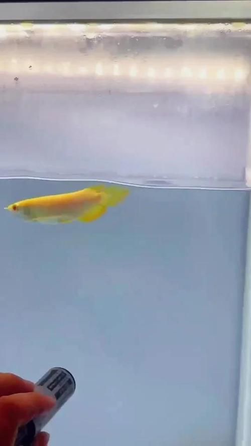 白子金龍魚(yú)的市場(chǎng)價(jià)格是多少？（白子金龍魚(yú)百度優(yōu)選推薦￥85五洲寵物用品專門(mén)店購(gòu)買）
