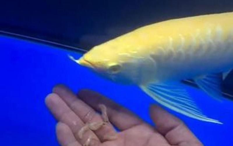 白子金龍魚(yú)的市場(chǎng)價(jià)格是多少？（白子金龍魚(yú)百度優(yōu)選推薦￥85五洲寵物用品專門(mén)店購(gòu)買）