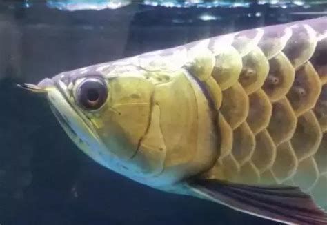 龍魚嘴部缺口會(huì)自己愈合嗎？（龍魚嘴部缺口會(huì)自己愈合嗎龍魚嘴部缺口會(huì)自己愈合嗎）