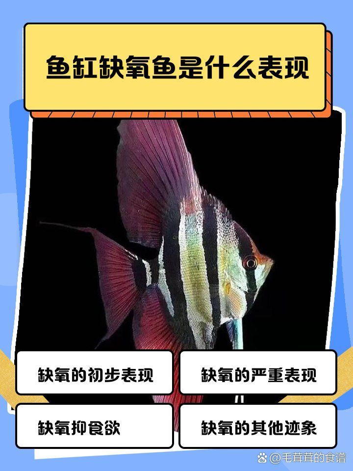金龍魚不停張嘴是缺氧嗎？（金龍魚不停張嘴是缺氧還是生病金龍魚不停張嘴如何處理）