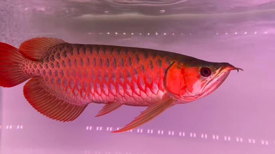 大湖紅龍魚有哪些經典花紋？（大湖紅龍魚哪個品種最珍貴大湖紅龍魚哪個品種最珍貴）