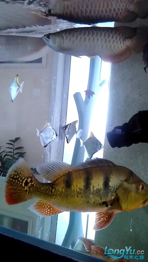 黃鰭鯧和龍魚混養需要多大的魚缸？（黃鰭鯧與龍魚混養）