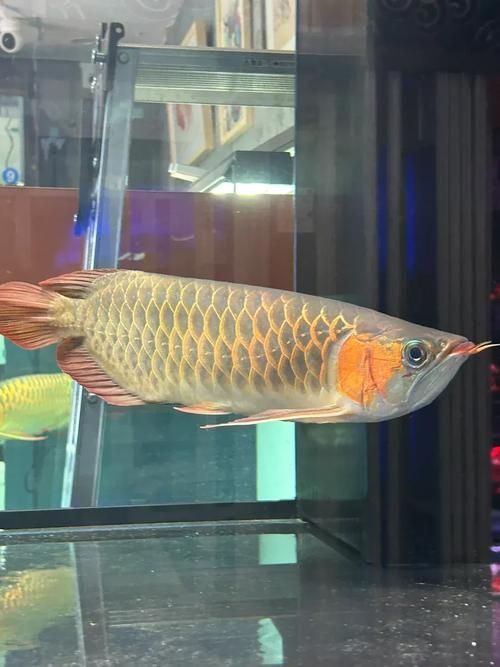如何辨別嘉峪關龍魚的真假？（如何辨別嘉峪關龍魚）