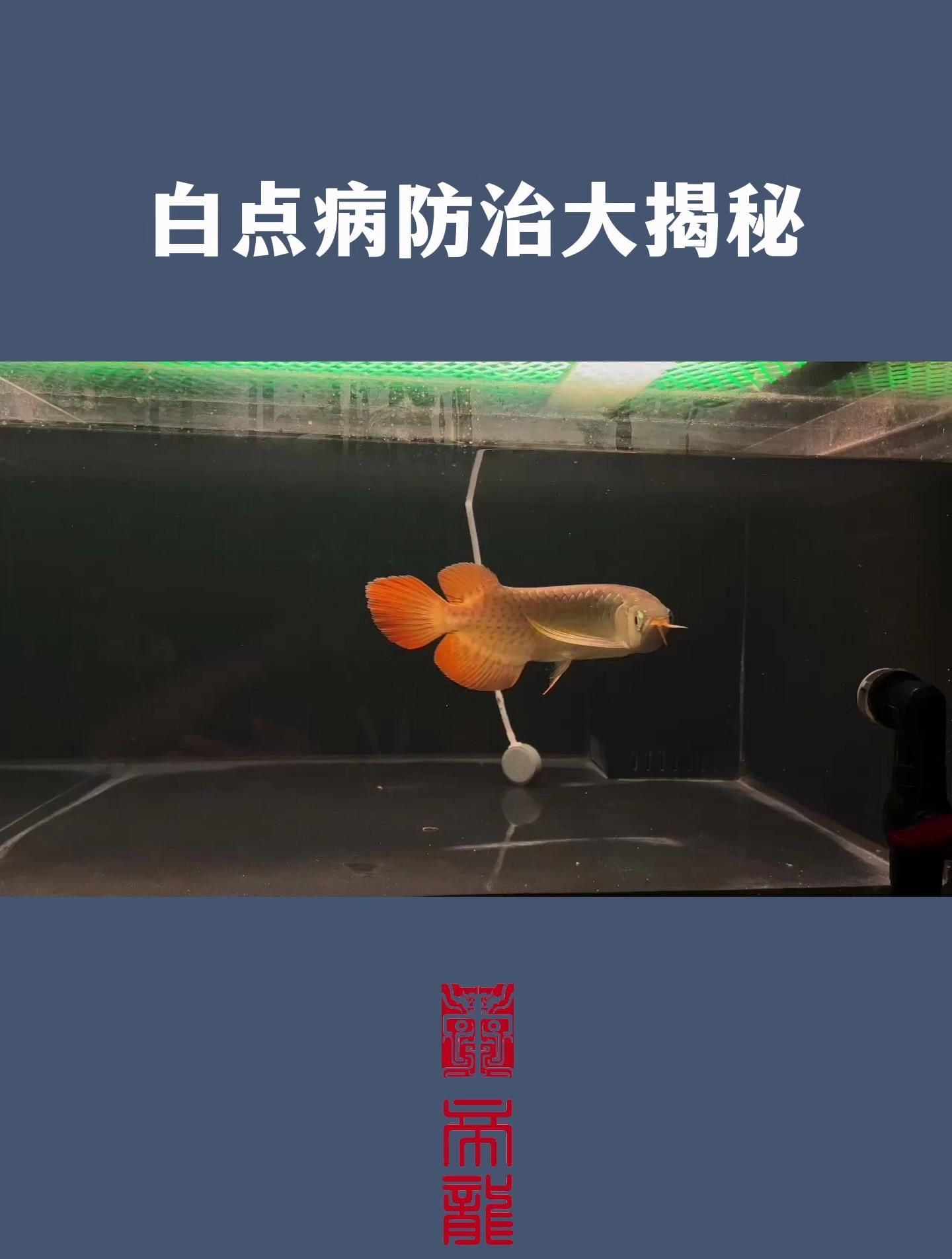 龍魚(yú)身上有白點(diǎn)需要立即治療嗎？（常見(jiàn)魚(yú)病之白點(diǎn)病）