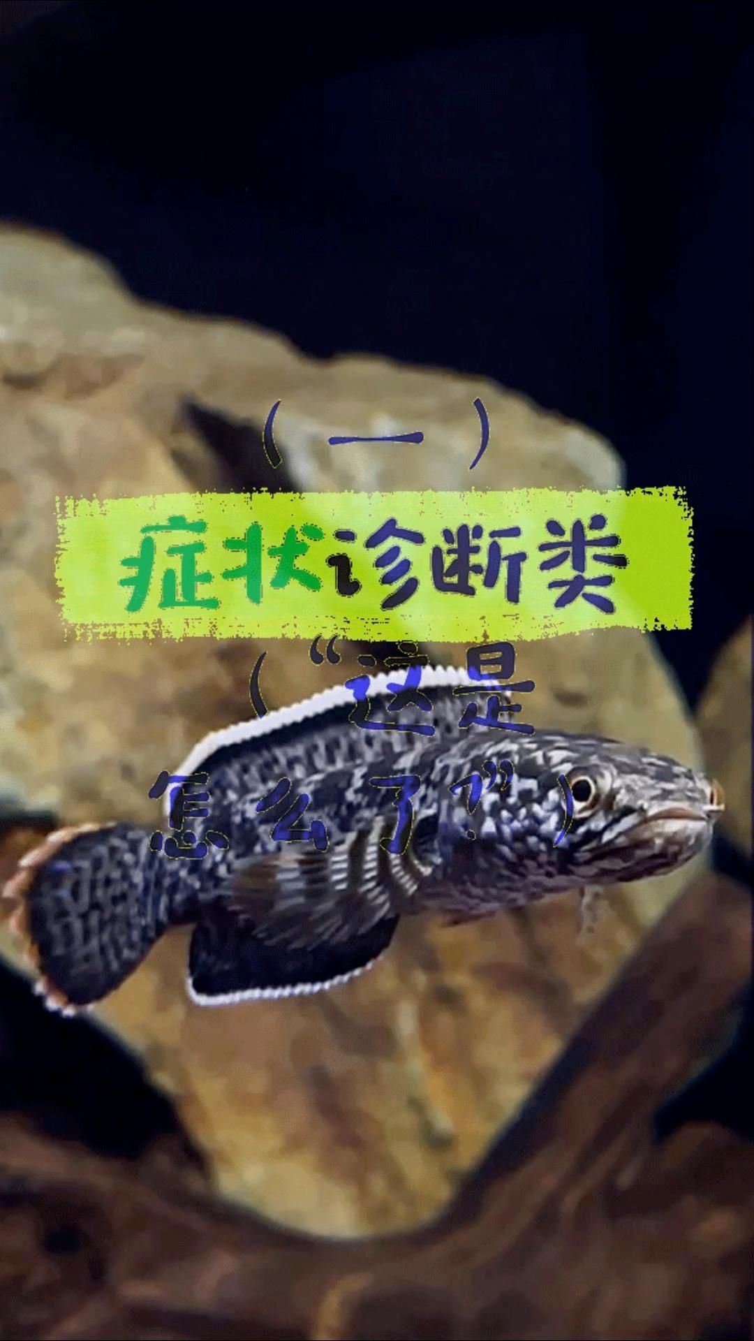如何判斷龍魚眼發(fā)白是哪種原因？（如何判斷龍魚眼發(fā)白？）