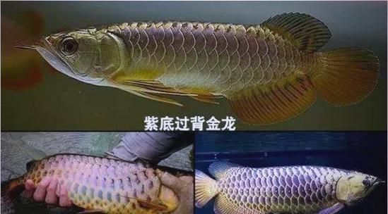如何辨別金龍魚的品質(zhì)好壞？（如何區(qū)分金龍魚的等級）