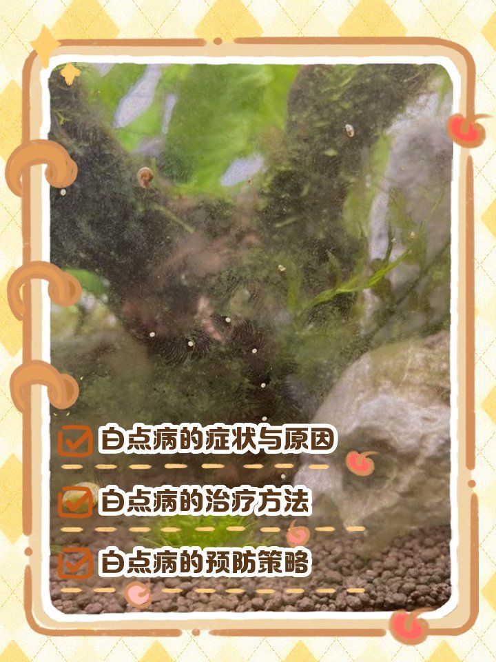 龍魚爛鰭手術(shù)后多久能恢復(fù)（龍魚爛鰭手術(shù)后多久可以喂食？）