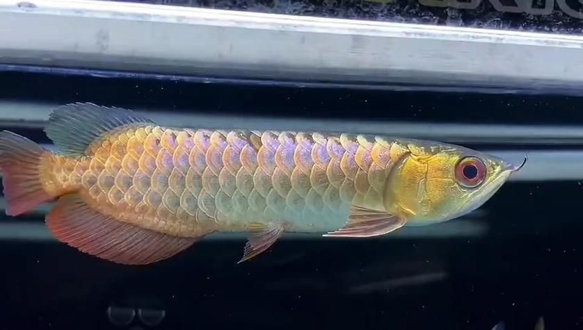 龍魚哪些顏色代表健康？（關于龍魚健康狀態與體色關系的問題）