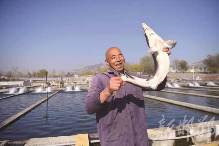 涉縣龍魚的市場價格是多少？（河北涉縣龍魚市場價格與價格對照表，如何辨別龍魚的品質）