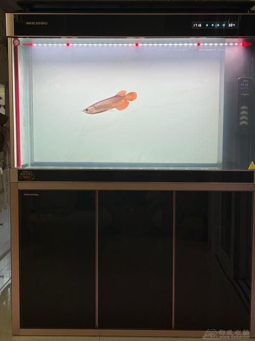 給我推薦幾款性價比高的龍魚魚缸品牌（水族世家龍魚缸選購清單龍魚缸品牌推薦：**）