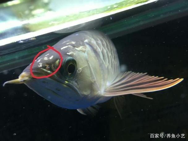 如何預防龍魚抖頭？（如何預防龍魚抖頭）
