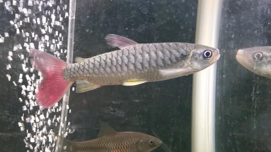 祥龍魚場的紅尾平克魚質量如何？（祥龍魚場的紅尾平克魚質量分析）
