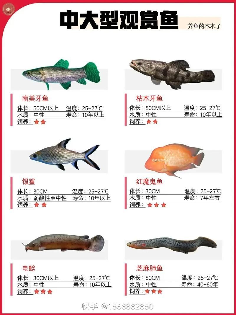 有哪些方法可以延長紅龍魚的壽命？（arxiv論文助手（arxiv論文助手）