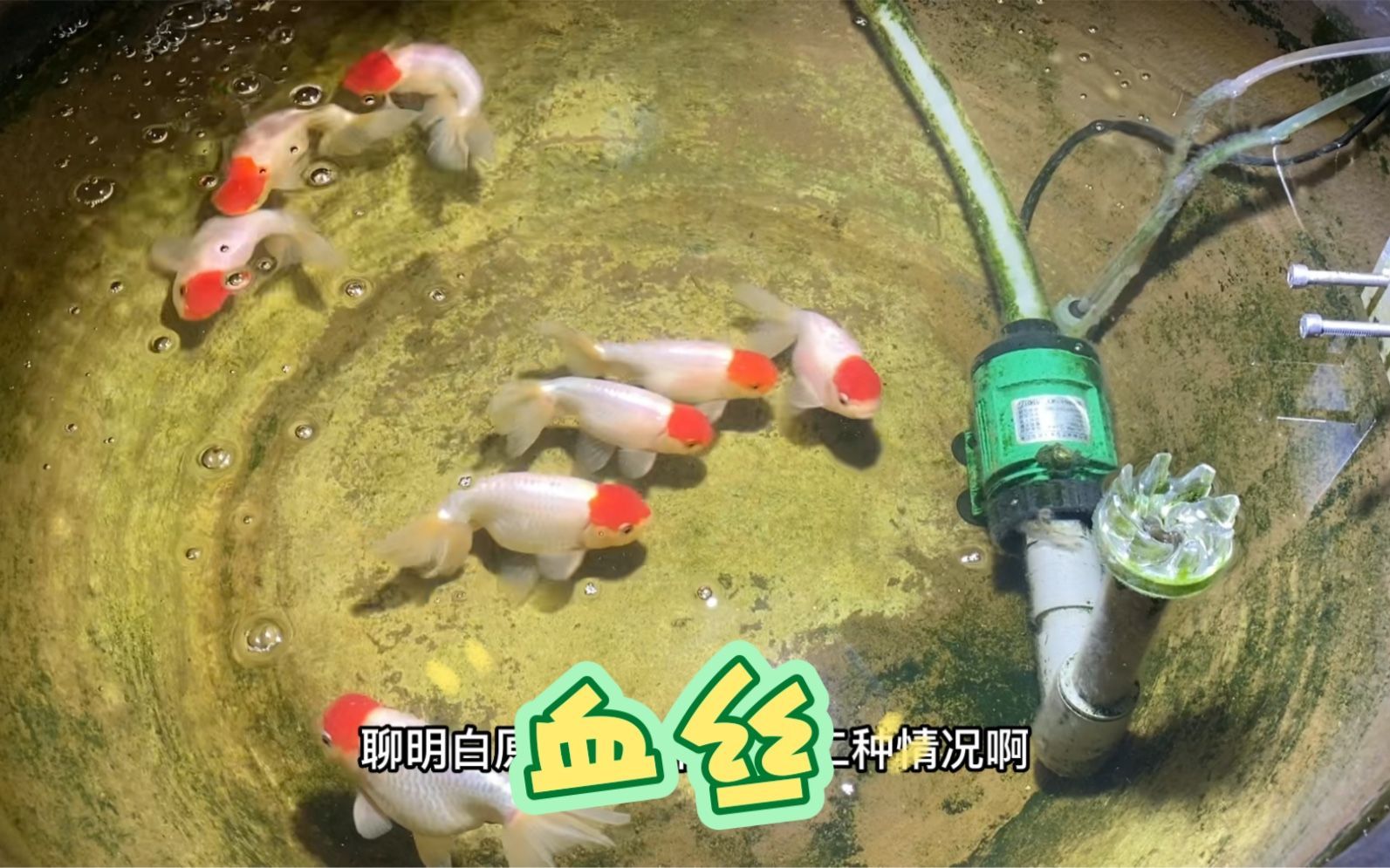 金魚尾鰭上有血絲（金魚尾鰭上出現血絲可能是由多種原因引起的）