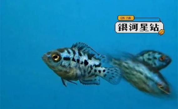 銀河星鉆混養需要多大的魚缸？（銀河星鉆混養實景圖）