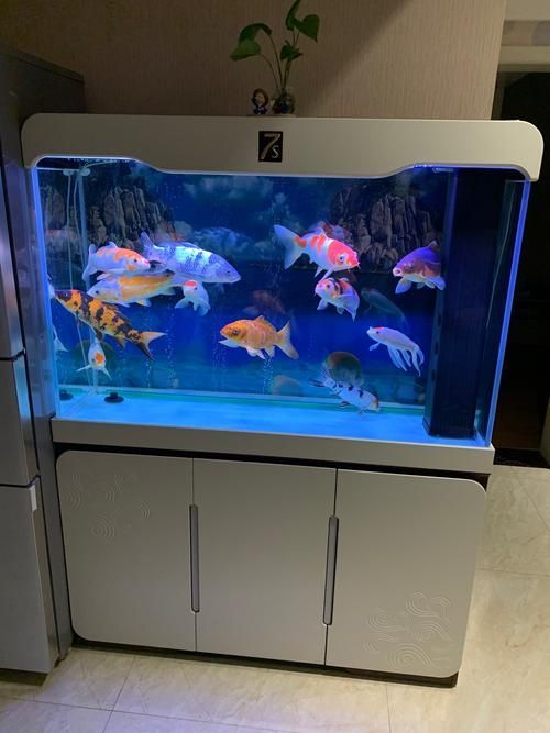 銀河星鉆混養需要多大的魚缸？（銀河星鉆混養實景圖）