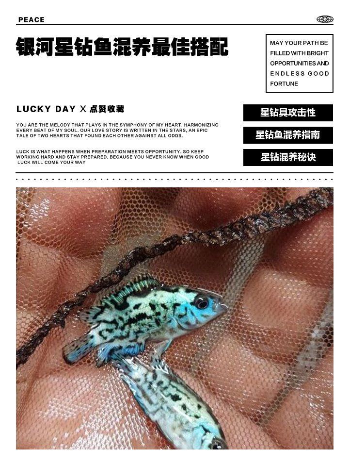 銀河星鉆混養需要多大的魚缸？（銀河星鉆混養實景圖）