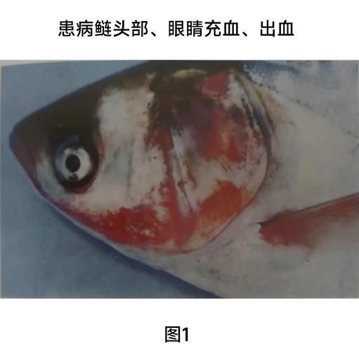 金龍魚細菌感染有哪些癥狀？（關于金龍魚細菌感染的一些問題）
