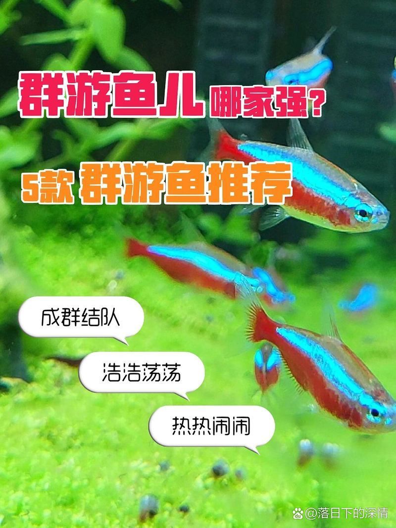魚缸里哪些魚適合群養(yǎng)？（新手群養(yǎng)魚搭配清單|群游熱帶魚大混養(yǎng)）