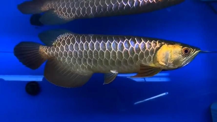 如何判斷金龍魚和紅龍魚的品質？（挑選一條高品質的金龍魚或紅龍魚或紅龍魚或紅龍魚）