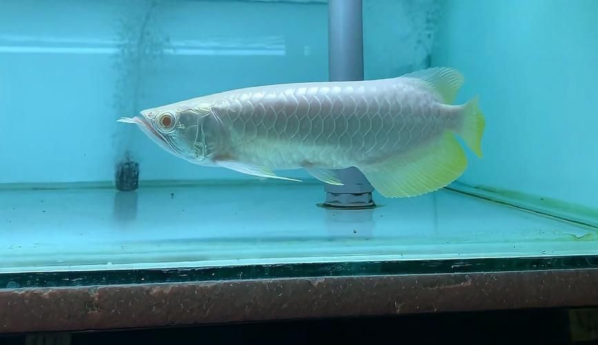 黃吉金龍（白子金龍魚）的特點是什么？（通體龍白略帶白子感）